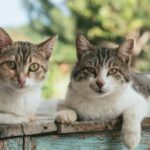 Katzendiabetes - Diagnose und Behandlung von feliner Diabetes mellitus