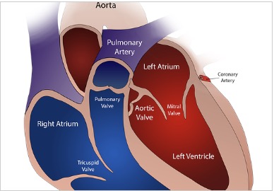 Das abdominale Aortenaneurysma: Symptome, Ursachen, Diagnose und Behandlung