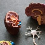 Glomerulonephritis