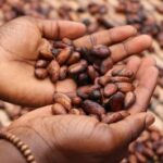 Studie: Schützt Kakao das Herz, wenn man gestresst ist?