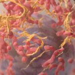 Alzheimer: Reaktivierung des Stoffwechsels von Immunzellen
