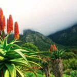 Wirkung von Aloe vera auf die Gesundheit