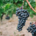 Welche Wirkung hat Traubenkernextrakt (Vitis vinifera) auf die Gesundheit?