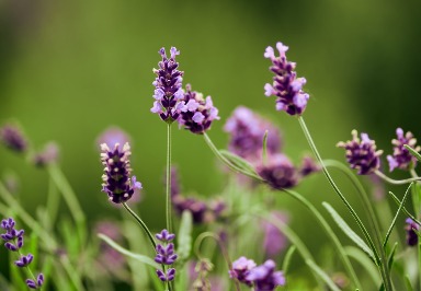 Wirkung von Lavendel (Lavandula angustifolia) auf die Gesundheit