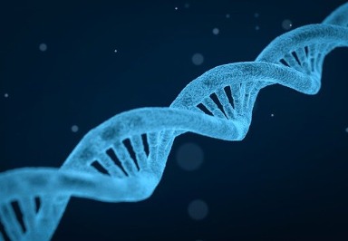 Was sind Genetik und Genomik?