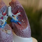 Wie die Lunge funktioniert