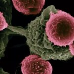 Bluttest zeigt mehr als 20 Krebsarten an