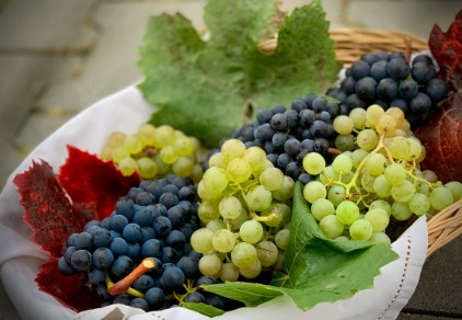 Weintrauben: Wirkung auf Fettleber, Genexpression und Stoffwechsel
