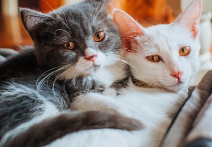 Forschung - Toxoplasma: Psychoserisiko durch Katzen