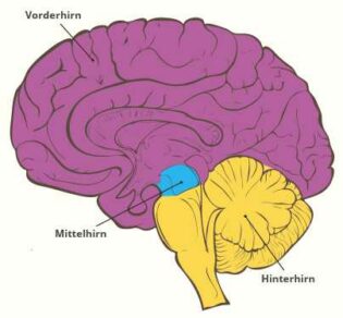 Struktur des Gehirns 
