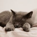 Kombinationstherapie: Katzenallergie-Therapie bringt wirksamere Linderung