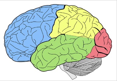 Studie zeigt, wie Erinnerungen im Gehirn gebildet werden
