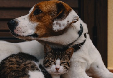 Haustierallergie: Gibt es hypoallergene Katzen und Hunde für Allergiker?