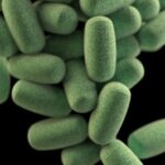 Schleimhautmikroben beeinflussen entzündliche Darmerkrankungen