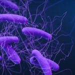 Stille Schäden: Was Antibiotika wirklich mit unserem Darm machen