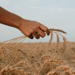 Ballaststoffreiche Lebensmittel und ihre Rolle als potentiell essentielles Nährstoff