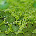  Nachhaltiges Entengrütze-Protein als aquatische Superfood-Quelle