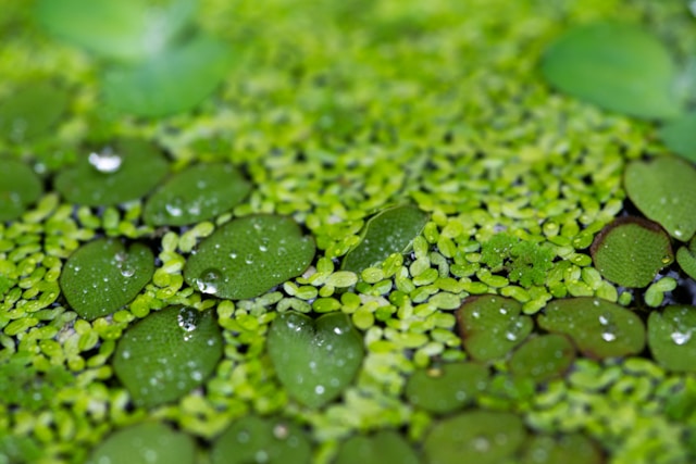 Nachhaltiges Entengrütze-Protein als aquatische Superfood-Quelle