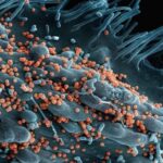 Glutathion als Treibstoff für Krebszellen – Mikroskopische Darstellung des Tumorstoffwechsels