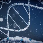 # Genetik und Lebenserwartung Bis zu 50 Prozent durch Erbfaktoren bestimmt Eine bahnbrechende Studie, im Januar 2026 im Fachjournal Science veröffentlicht, zeigt, dass die genetische Erblichkeit der menschlichen Lebensspanne bei über 50 Prozent liegt, wenn äußere Todesursachen wie Unfälle oder Infektionskrankheiten aus der Berechnung herausgerechnet werden – ein Befund, der bisherige Schätzungen grundlegend korrigiert und neue Perspektiven für die Erforschung von Alterungsprozessen und Langlebigkeit eröffnet. --- ## Bisherige Schätzungen deutlich zu niedrig Jahrzehntelang galt in der Wissenschaft eine vergleichsweise bescheidene Zahl Zwillingsstudien schätzten die Erblichkeit der menschlichen Lebensspanne auf lediglich 20 bis 25 Prozent. Neuere Stammbaumanalysen mit großen Datensätzen hatten diesen Wert sogar auf unter 6 Prozent gedrückt. Diese niedrigen Zahlen führten zu einem wissenschaftlichen Widerspruch Warum sollte die menschliche Lebensspanne weitaus weniger genetisch beeinflusst sein als fast alle anderen komplexen menschlichen Merkmale, von der Körpergröße über den Intelligenzquotienten bis hin zur Herzgesundheit --- ## Die methodische Schwäche Extrinsische Sterblichkeit Forscherinnen und Forscher des Weizmann Institute of Science in Rehovot (Israel), des Karolinska Institutet in Stockholm und des Leiden University Medical Center haben nun eine entscheidende methodische Schwachstelle in den bisherigen Studien identifiziert. Das Problem Frühere Berechnungen bezogen alle Todesursachen ein, also auch solche, die nichts mit dem biologischen Alterungsprozess des Körpers zu tun haben. Unfälle im Straßenverkehr, Tötungsdelikte, Ertrinken oder tödliche Infektionskrankheiten – all das sind sogenannte extrinsische Todesursachen. Sie sind vom Zufall oder von äußeren Umständen abhängig, nicht von der genetischen Konstitution eines Menschen. Wird dieser Störfaktor nicht bereinigt, verzerrt er die statistische Schätzung der Erblichkeit erheblich nach unten. --- ## Methodik Mathematische Modellierung und Zwillingsstudien Das Forschungsteam um Ben Shenhar und Uri Alon entwickelte ein mathematisches Modell, das zwischen intrinsischer Sterblichkeit (also dem biologisch bedingten Altern) und extrinsischer Sterblichkeit unterscheidet. Anschließend wurden zwei Arten von Zwillingskohorten analysiert - Zusammen aufgewachsene Zwillinge, die ähnliche Umwelteinflüsse teilten - Getrennt aufgewachsene Zwillinge, bei denen Umwelteinflüsse stärker abweichen Durch den Vergleich dieser Gruppen und die Bereinigung um extrinsische Todesursachen gelangten die Forschenden zu einer neuen Schätzung Die Erblichkeit der intrinsischen menschlichen Lebensspanne liegt bei über 50 Prozent. --- ## Was bedeutet „Erblichkeit von 50 Prozent Ein häufiges Missverständnis muss hier ausgeräumt werden Eine Erblichkeit von 50 Prozent bedeutet nicht, dass die Hälfte des eigenen Lebens von den Genen „vorprogrammiert ist. Der Begriff beschreibt vielmehr, wie viel der Variation in der Lebensspanne innerhalb einer Population auf genetische Unterschiede zwischen Individuen zurückzuführen ist. ### Vergleichbare Werte bei anderen Merkmalen Ein Erblichkeitswert von etwa 50 Prozent gilt in der Genetik als substanziell. Zum Vergleich - Körpergröße ca. 80 Prozent - Body-Mass-Index (BMI) ca. 40–70 Prozent - Blutdruck ca. 30–50 Prozent - Typ-2-Diabetes ca. 25–50 Prozent Die neue Studie ordnet die menschliche Lebensspanne damit in die gleiche Kategorie wie viele andere medizinisch relevante komplexe Merkmale ein. Dieser Befund steht auch im Einklang mit der Erblichkeit der Lebensspanne bei anderen Spezies. --- ## Warum dieser Befund für die Medizin bedeutsam ist ### Longevity-Gene als Schlüssel zum Altern Eine hohe genetische Erblichkeit der Lebensspanne hat direkte Konsequenzen für die biomedizinische Forschung. Je stärker ein Merkmal genetisch verankert ist, desto aussagekräftiger sind genomweite Assoziationsstudien (GWAS), die nach spezifischen Genvarianten suchen. Identifizierte Langlebigkeitsgene können biologische Mechanismen des Alterns aufdecken, etwa in Bezug auf - DNA-Reparatursysteme - Entzündungsregulation (Inflammaging) - Mitochondriale Funktion - Telomerlänge und -stabilität ### Konsequenzen für die öffentliche Gesundheit Die Erkenntnis, dass rund die Hälfte der Variation in der intrinsischen Lebensspanne genetisch bedingt ist, bedeutet gleichzeitig, dass die andere Hälfte durch Umwelt- und Verhaltensfaktoren beeinflusst wird. Dazu gehören - Ernährungsweise und körperliche Aktivität - Sozioökonomischer Status und Bildung - Zugang zu Gesundheitsversorgung - Exposition gegenüber Schadstoffen und chronischem Stress Dieser Befund unterstreicht die Bedeutung sowohl der Präzisionsmedizin als auch der Public-Health-Interventionen. --- ## Kontext Wo die Forschung steht Die Studie erschien am 29. Januar 2026 in Science (DOI 10.1126science.adz1187, Band 391, Heft 6784, Seiten 504–510) und wurde von Forschenden des Weizmann Institute, des Karolinska Institutet, der Westlake University in Hangzhou sowie des Leiden University Medical Center verfasst. Die Arbeit ist eine Zwillingsstudie, klassifiziert im Rahmen der standardisierten MeSH-Terminologie der US-amerikanischen National Library of Medicine. Frühere Schätzwerte auf Basis ähnlicher Zwillingsdaten, jedoch ohne Bereinigung um extrinsische Sterblichkeit, lagen laut dem Abstract bei 20 bis 25 Prozent. Stammbaum-basierte Großstudien hatten zuletzt Werte von nur 6 Prozent gemeldet. --- ## Was bleibt offen Die Studie liefert eine methodisch fundierte Neubewertung der Erblichkeitsschätzungen. Dennoch bestehen offene Fragen - Welche spezifischen Genvarianten tragen am stärksten zur intrinsischen Lebensspanne bei - Wie interagieren genetische und epigenetische Faktoren im Alterungsprozess - Lassen sich die Befunde auf verschiedene Ethnizitäten und geographische Populationen übertragen Diese Fragen werden die Forschung in den kommenden Jahren beschäftigen. Die vorliegende Studie legt dafür ein wichtiges methodisches Fundament. --- ## Häufig gestellte Fragen (FAQs) Bedeutet eine Erblichkeit von 50 Prozent, dass mein Lebensalter zur Hälfte feststeht Nein. Erblichkeit ist ein statistisches Konzept, das die Variation innerhalb einer Population beschreibt, nicht ein Schicksal des Einzelnen. Lebensstil, Umwelt und medizinische Versorgung spielen weiterhin eine erhebliche Rolle. Warum haben frühere Studien so viel niedrigere Werte gefunden Frühere Zwillings- und Stammbaumstudien berücksichtigten keine Trennung zwischen biologisch bedingtem Altern und äußeren Todesursachen wie Unfällen. Diese Vermischung führte systematisch zu einer Unterschätzung der genetischen Erblichkeit. Was sind extrinsische Todesursachen Damit sind Todesfälle gemeint, die nicht auf das biologische Altern zurückzuführen sind Verkehrsunfälle, Gewaltverbrechen, Ertrinken oder akute Infektionskrankheiten. Diese Ereignisse hängen primär von äußeren Umständen ab, nicht von der genetischen Konstitution. Hat die Studie praktische Bedeutung für die Langlebigkeitsforschung Ja, erheblich. Ein hoher Erblichkeitswert legitimiert genomweite Studien zur Suche nach Langlebigkeitsgenen. Solche Gene können Aufschluss über Alterungsmechanismen geben und als Angriffspunkte für medizinische Interventionen dienen. Gilt dieses Ergebnis nur für bestimmte Bevölkerungsgruppen Die analysierten Zwillingskohorten stammen aus spezifischen Studienpopulationen. Die Autoren selbst stellen offen, ob die Ergebnisse vollständig auf alle ethnischen Gruppen und Weltregionen übertragbar sind, was in weiteren Studien untersucht werden muss. Wie unterscheidet sich die neue Schätzung von bisherigen Werten Bisherige Schätzungen lagen bei 6 bis 25 Prozent. Die neue Studie kommt auf über 50 Prozent, wenn ausschließlich intrinsische, also biologisch-genetisch bedingte Sterblichkeit betrachtet wird. --- ## Quellen Shenhar, B., Pridham, G., De Oliveira, T. L., Raz, N., Yang, Y., Deelen, J., Hägg, S., & Alon, U. (2026). Heritability of intrinsic human life span is about 50% when confounding factors are addressed. Science, 391(6784), 504–510. httpsdoi.org10.1126science.adz1187 Hjelmborg, J. V., Iachine, I., Skytthe, A., Vaupel, J. W., McGue, M., Koskenvuo, M., Kaprio, J., Pedersen, N. L., & Christensen, K. (2006). Genetic influence on human lifespan and longevity. Human Genetics, 119(3), 312–321. httpsdoi.org10.1007s00439-006-0144-y Kaplanis, J., Gordon, A., Shor, T., Weissbrod, O., Geiger, D., Wahl, M., Gershovits, M., Markus, B., Sheikh, M., Gymrek, M., Bhatia, G., MacArthur, D. G., Price, A. L., & Erlich, Y. (2018). Quantitative analysis of population-scale family trees with millions of relatives. Science, 360(6385), 171–175. httpsdoi.org10.1126science.aam9309 Christensen, K., Johnson, T. E., & Vaupel, J. W. (2006). The quest for genetic determinants of human longevity challenges and insights. Nature Reviews Genetics, 7(6), 436–448. httpsdoi.org10.1038nrg1871 Franceschi, C., Garagnani, P., Parini, P., Giuliani, C., & Santoro, A. (2018). Inflammaging a new immune-metabolic viewpoint for age-related diseases. Nature Reviews Endocrinology, 14(10), 576–590. httpsdoi.org10.1038s41574-018-0059-4 López-Otín, C., Blasco, M. A., Partridge, L., Serrano, M., & Kroemer, G. (2013). The hallmarks of aging. Cell, 153(6), 1194–1217. httpsdoi.org10.1016j.cell.2013.05.039 --- Bildtitel-Vorschlag „Genetische Erblichkeit der menschlichen Lebensspanne, DNA-Doppelhelix und Alterskurve