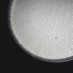 Hefe-Beta-Glucan und trainierte Immunität Neue Hoffnung im Kampf gegen Krebs bei Adipositas
