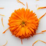 Ringelblume (Calendula officinalis) Natürliche Antioxidantien und Ballaststoffe für funktionelle Lebensmittel