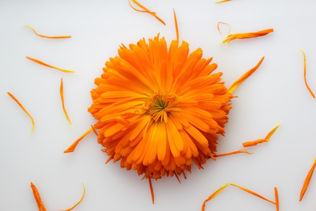 Ringelblume (Calendula officinalis) Natürliche Antioxidantien und Ballaststoffe für funktionelle Lebensmittel