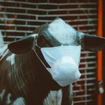 Zoonotischer Spillover Wie Tierviren biologische Barrieren auf dem Weg zur Pandemie überwinden müssen